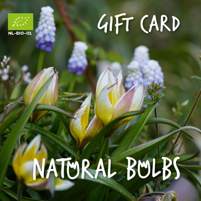 Carte cadeau €50