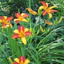 Hemerocallis Frans Hals - BIO