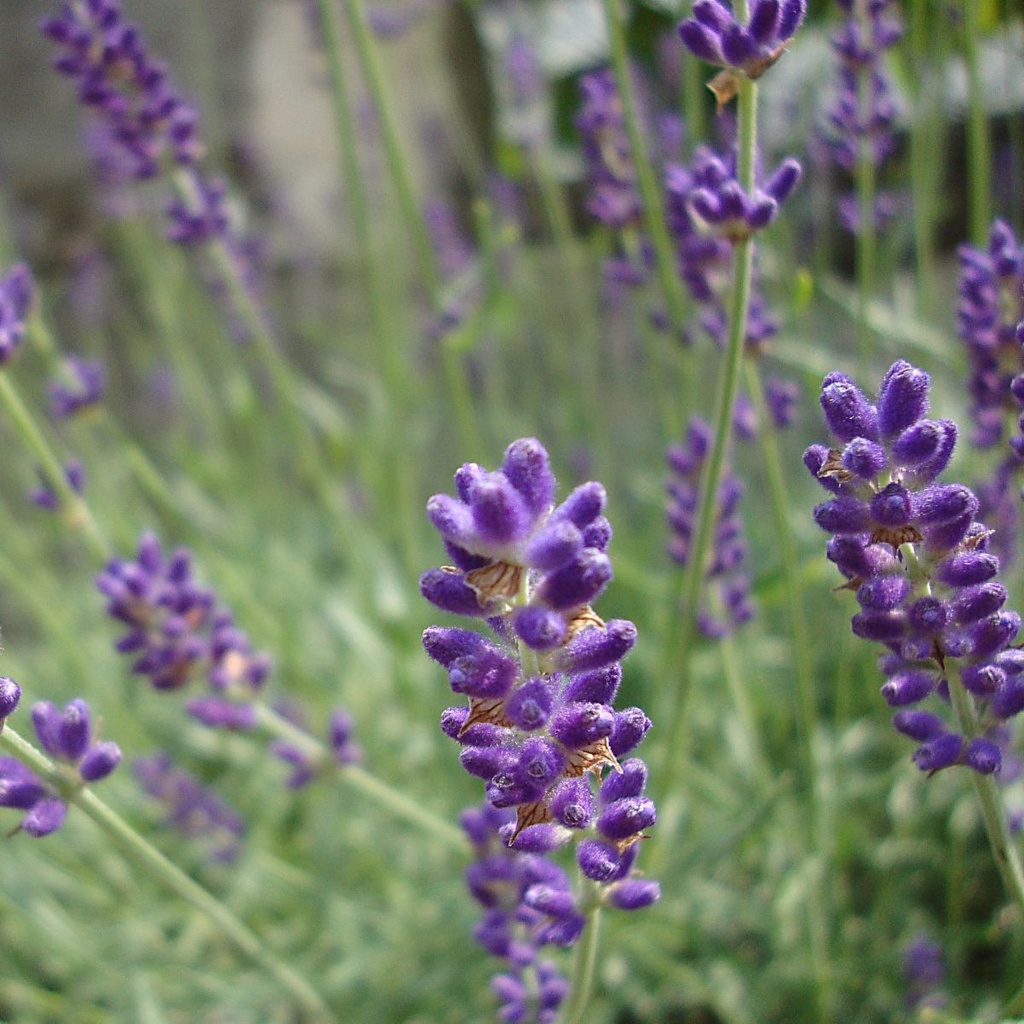 Echte Lavendel - Lavandula angustifolia Hidcote - BIO