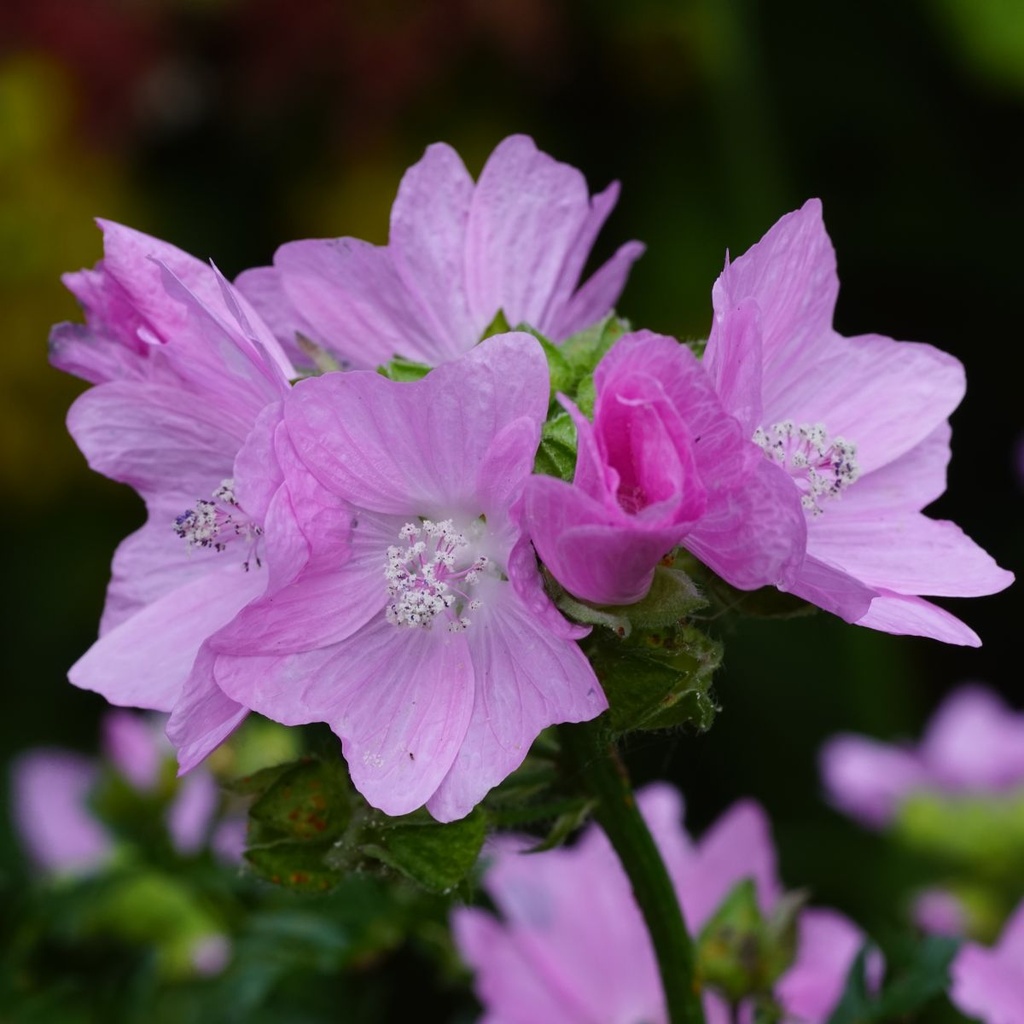 Malva Moschata - BIO