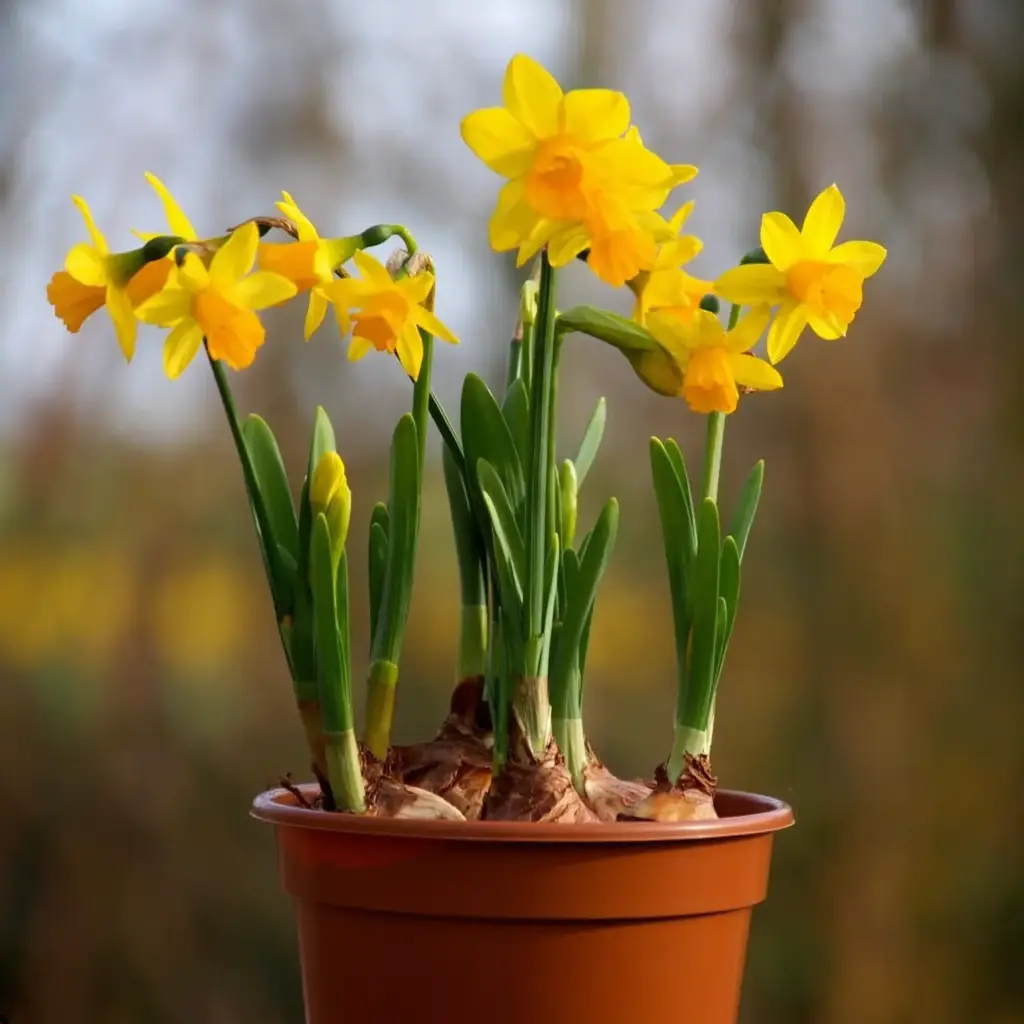 Jonquille Tete-a-Tete en Pot - BIO