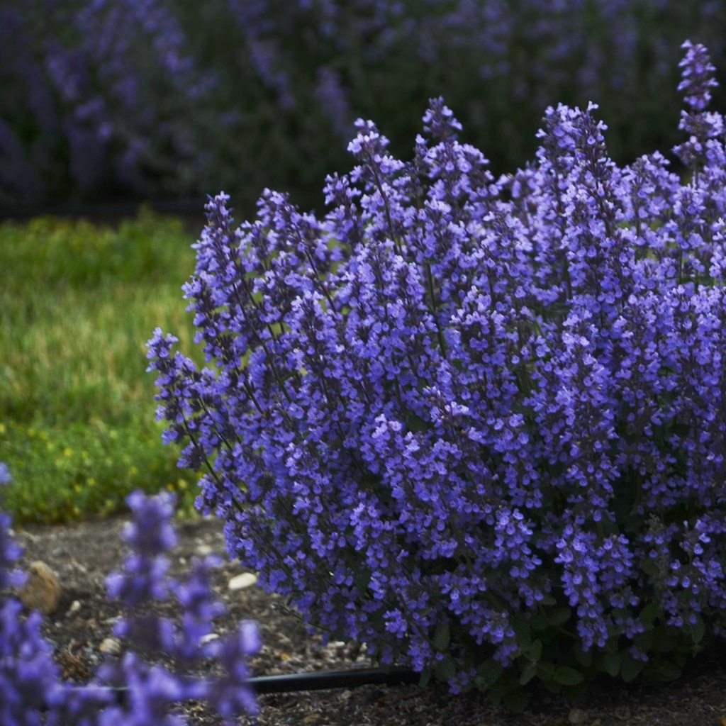 Nepeta Cats Pyjamas - BIO