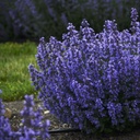 Nepeta Cats Pyjamas - BIO