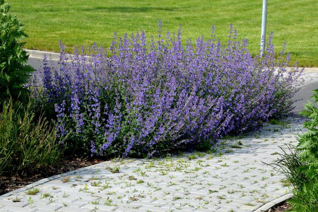Nepeta Walkers Low - Cataire - BIO