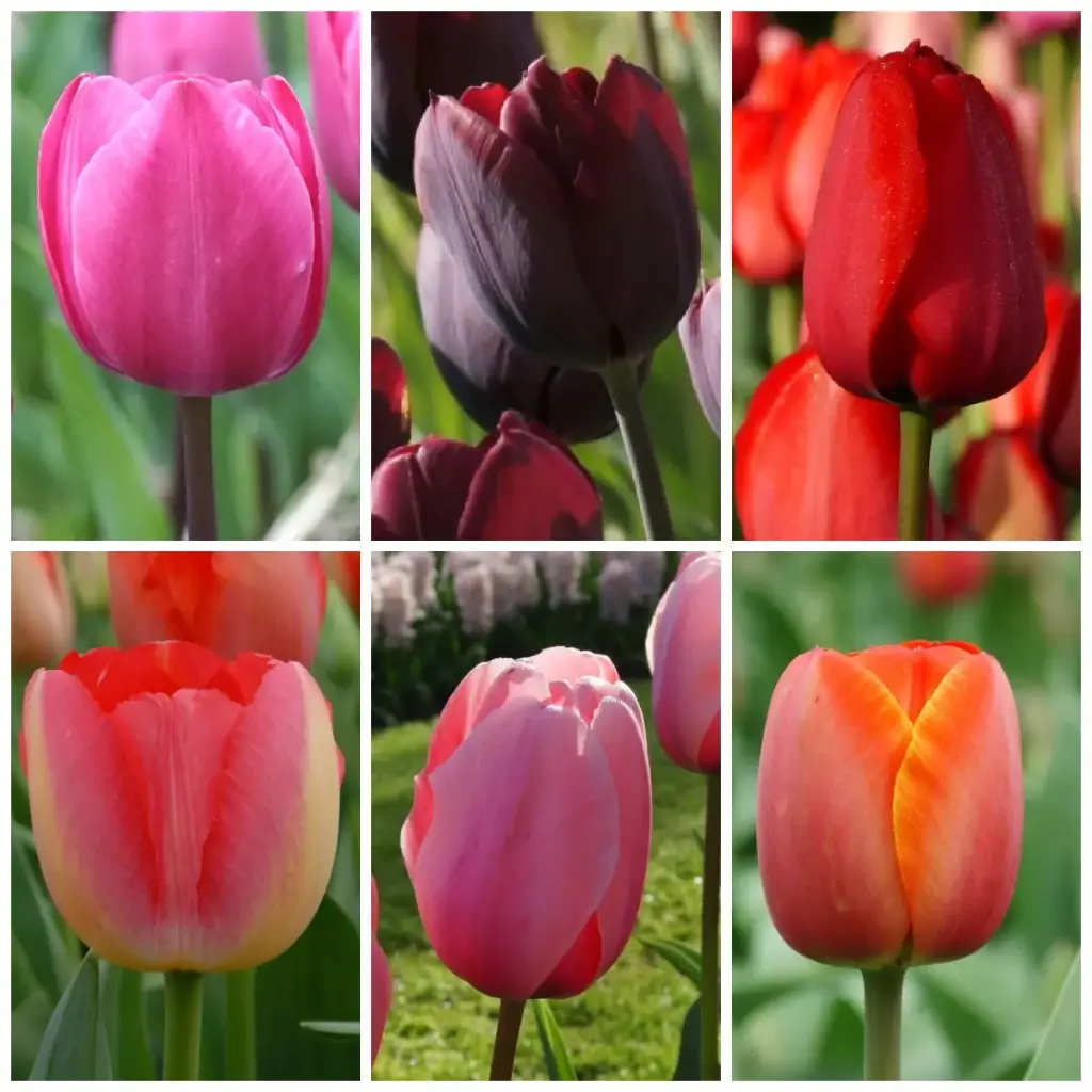 Pakket Lange Tulpen - BIO