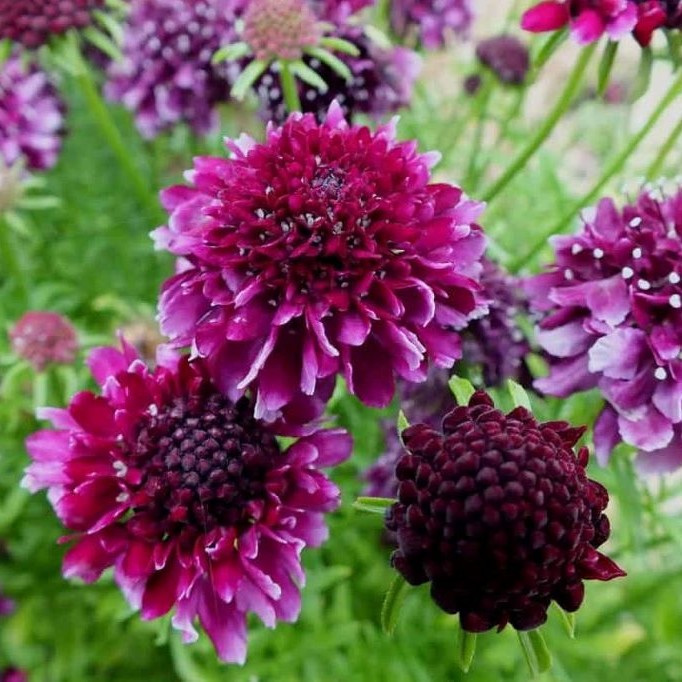 Scabiosa Barocca - BIO