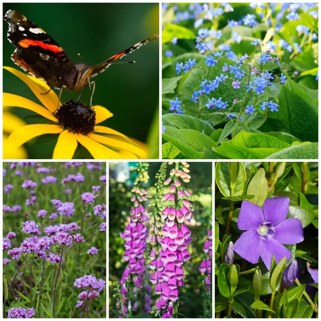 Plantes Vivaces pour Ombre - BIO