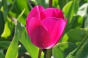 Tulipa Gabor