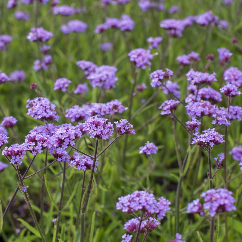Verveine de Buenos Aires - Verbena Lollipop - BIO