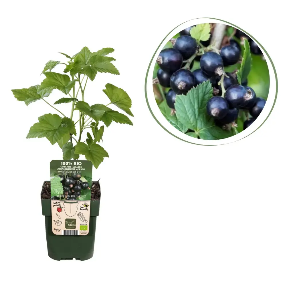 Zwarte Aalbes Struik - BIO