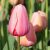 Voorjaarsbloeiers / Tulpen