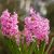 Voorjaarsbloeiers / Hyacinten