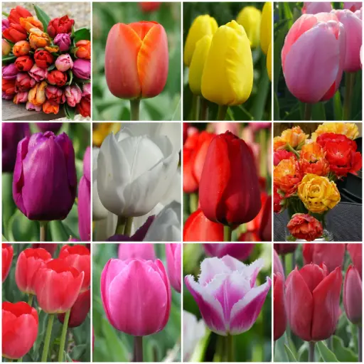 [AR04-36] Vente Automne TULIPES 36 p - BIO