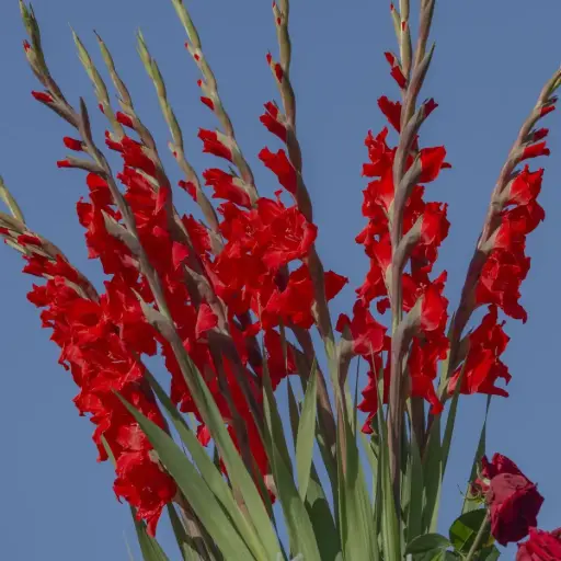 [B2012] Gladiolus Dador de Pan - BIO