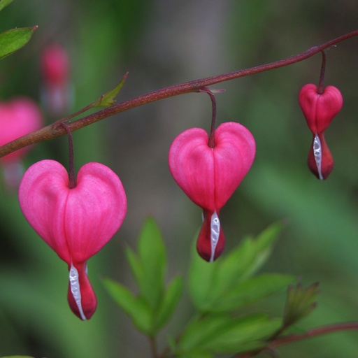 [B8072] Dicentra Spectabilis - BIO