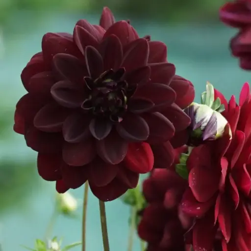 [B1047] Dahlia Arabian Night - BIO
