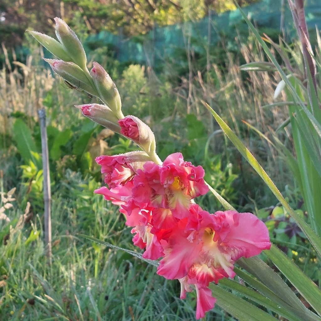 Gladiolus Mango Muse - BIO | Natural Bulbs BE