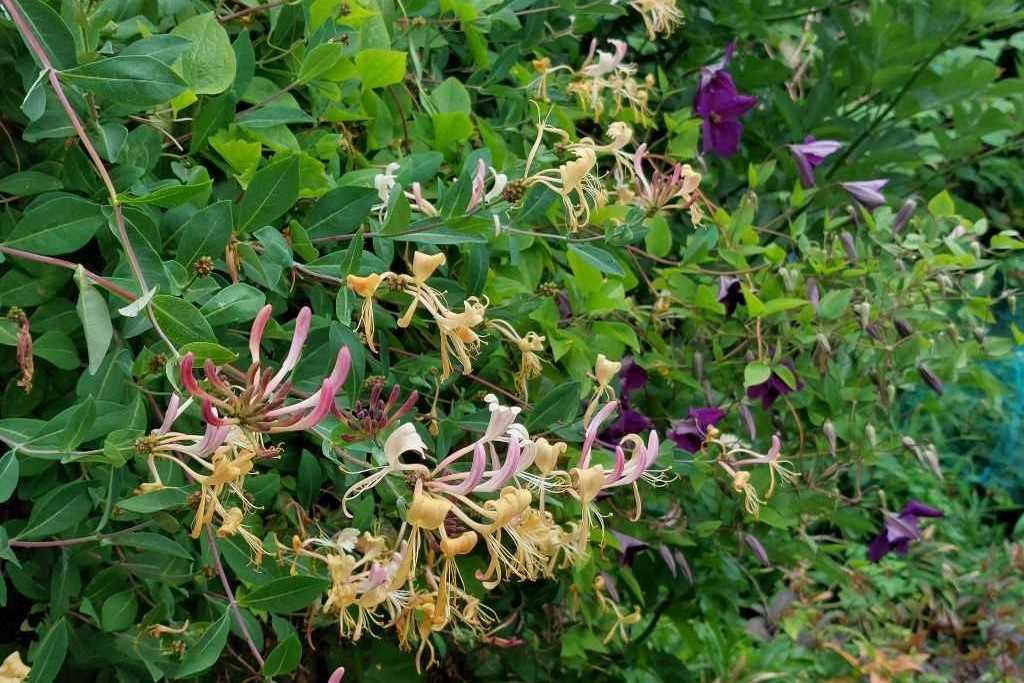 [X8405] Lonicera Periclymenum - BIO