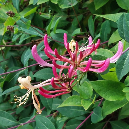 [X8405] Lonicera Periclymenum - BIO