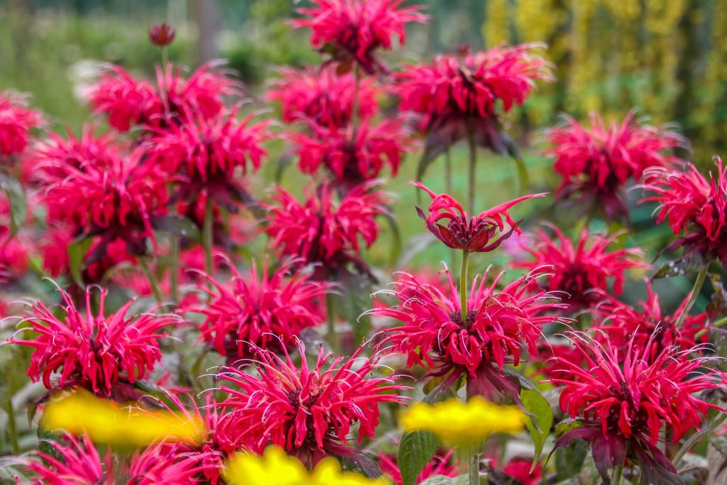 [X8075] Monarda Fireball - Bergamotplant - BIO
