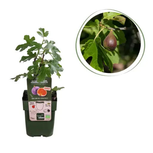 [F1014] Figuier - BIO