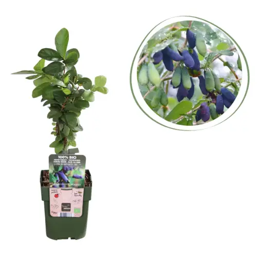 [F1015] Kamperfoelie (Eetbare Honingbessen) - BIO