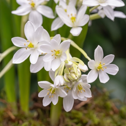 [A9067] Étoile de Bethléem - Ornithogalum White Trophy - BIO