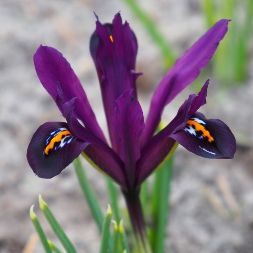 [A9068] Dwerg Iris Reticulata J.S. Dijt - BIO