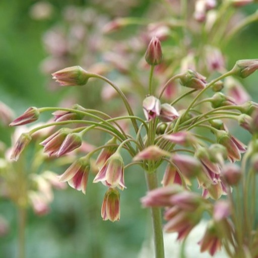 [A9072] Allium Siculum - Bulgaarse Ui - BIO