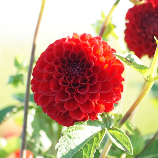 [B1054] Dahlia Nescio  - BIO