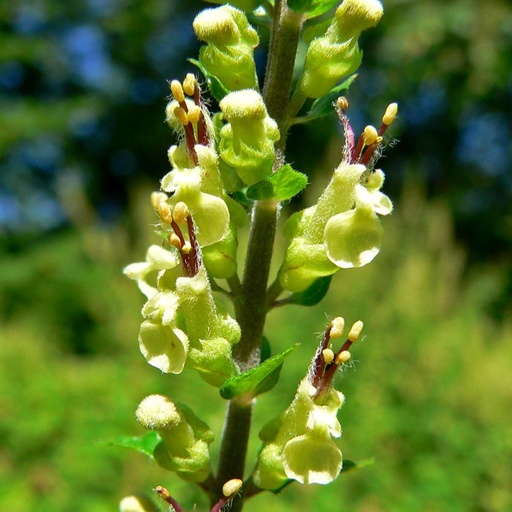 [X8082] Teucrium Scorodonia - BIO