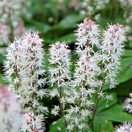 [X8083] Schuimbloem - Tiarella Spring Symphony - BIO