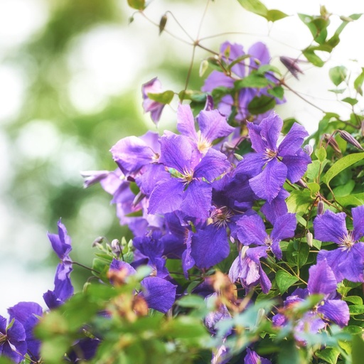 [X8407] Clematis Viticella - BIO