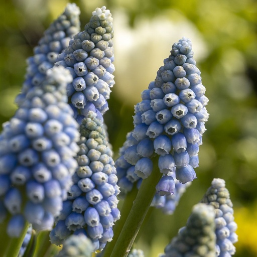 [A9073] Blauw Druifje - Muscari Early Bird - BIO