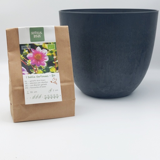 [BC99001] Dahlia Hartenaas - BIO met Artstone pot