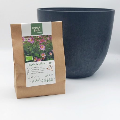 [BC99002] Dahlia Sweetheart- BIO avec pot Artstone