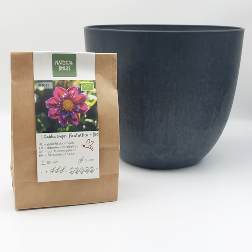 [BC99003] Dahlia Fantastico - BIO avec pot Artstone