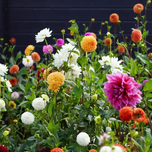 [B1099] Dahlia Jardin de Cueillette Mix - BIO