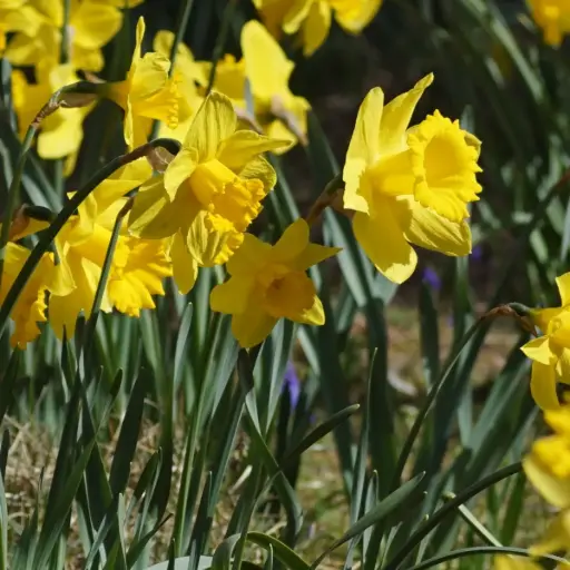 [A3027] Jonquille - Narcisse Rijnveld's Early Sensation - BIO