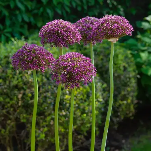 [A9077] Allium Magic - BIO