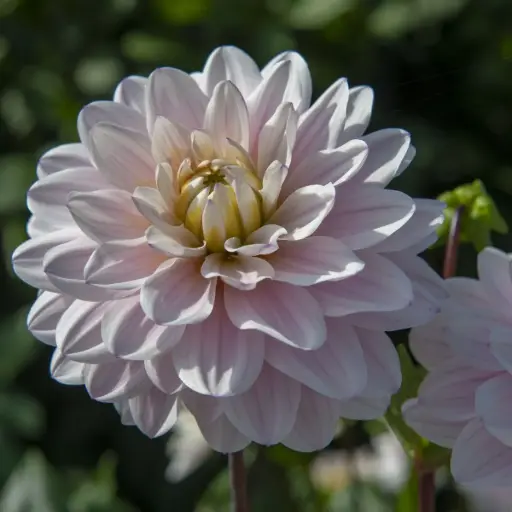 [B1060] Dahlia Faye - BIO