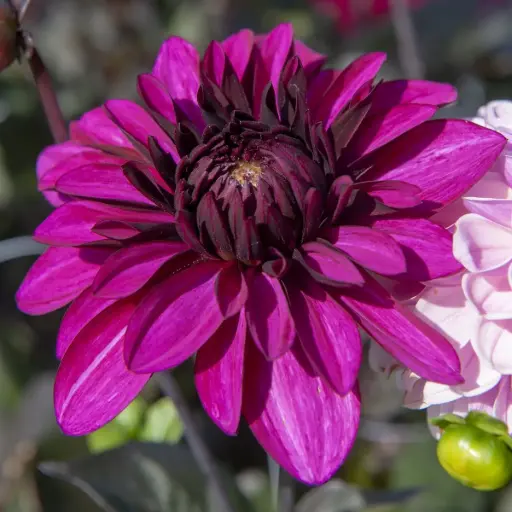 [B1061] Dahlia Le Baron - BIO