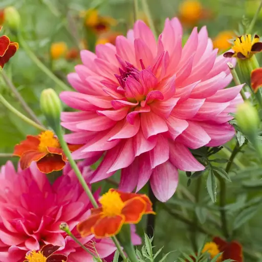 [B1065] Dahlia Phyllis Farmer - BIO