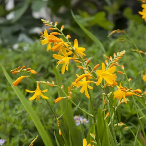 [B9045] Crocosmia George Davidson - BIO