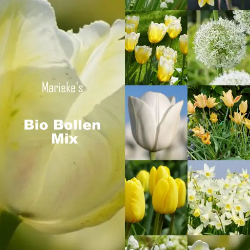 [AC99091] Marieke's biobollen mix geel/wit 2 m2 - BIO 