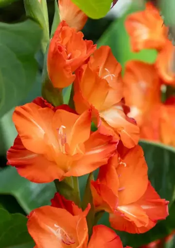 [B2024] Gladiolus Stormy - BIO