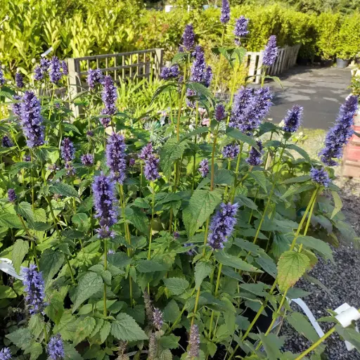 [X8085] Agastache Black Adder - BIO