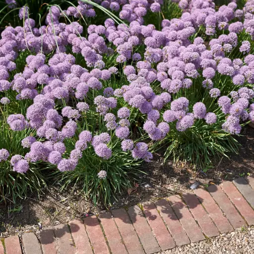 [B8086] Sierui - Allium Senescens - BIO