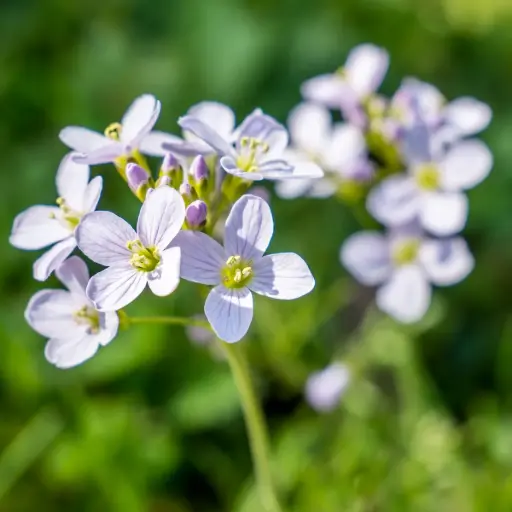 [B8087] Cardamine des prés - Cardamine pratensis - BIO