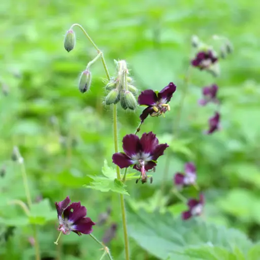 [B8089] Geranium phaeum - Cranesbill - BIO